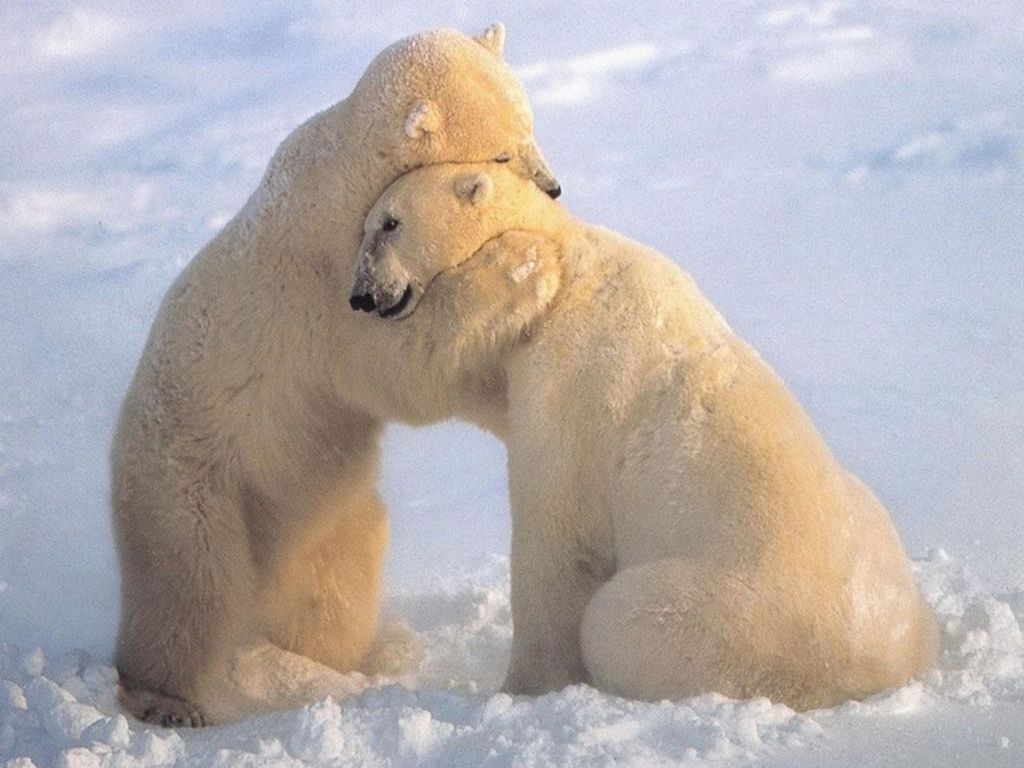 Polar Bears hugging