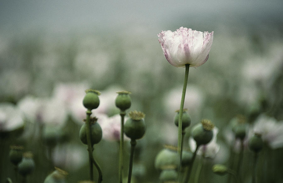 A close-up view of opium poppy flowers